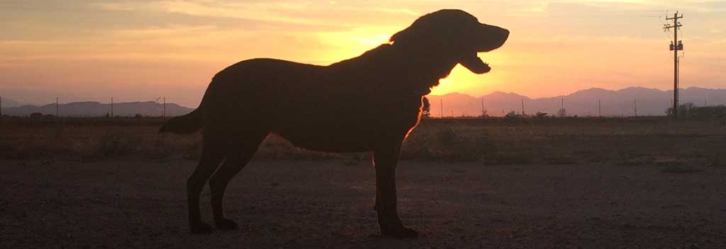 Tilly with sunset in background