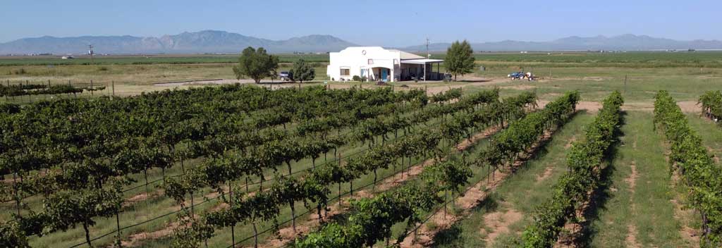 View of winery over the Sangiovese block