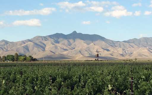 Vines with Dos Cabezas in the background