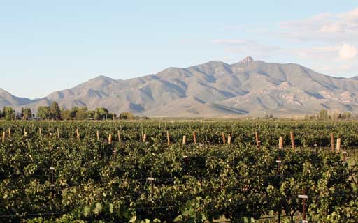 Vines with Dos Cabezas in the background